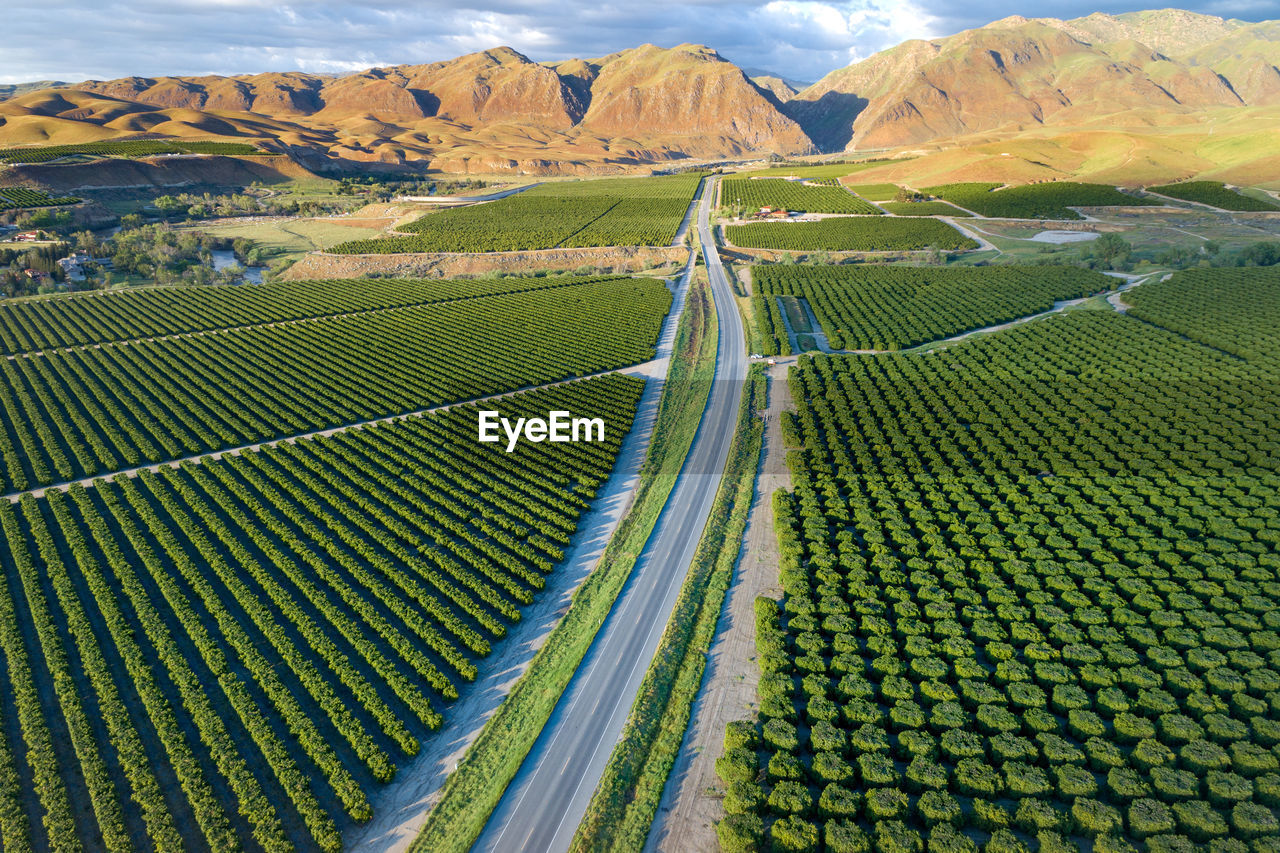 Olive plantation in bakersfield, california. beautiful sunset light