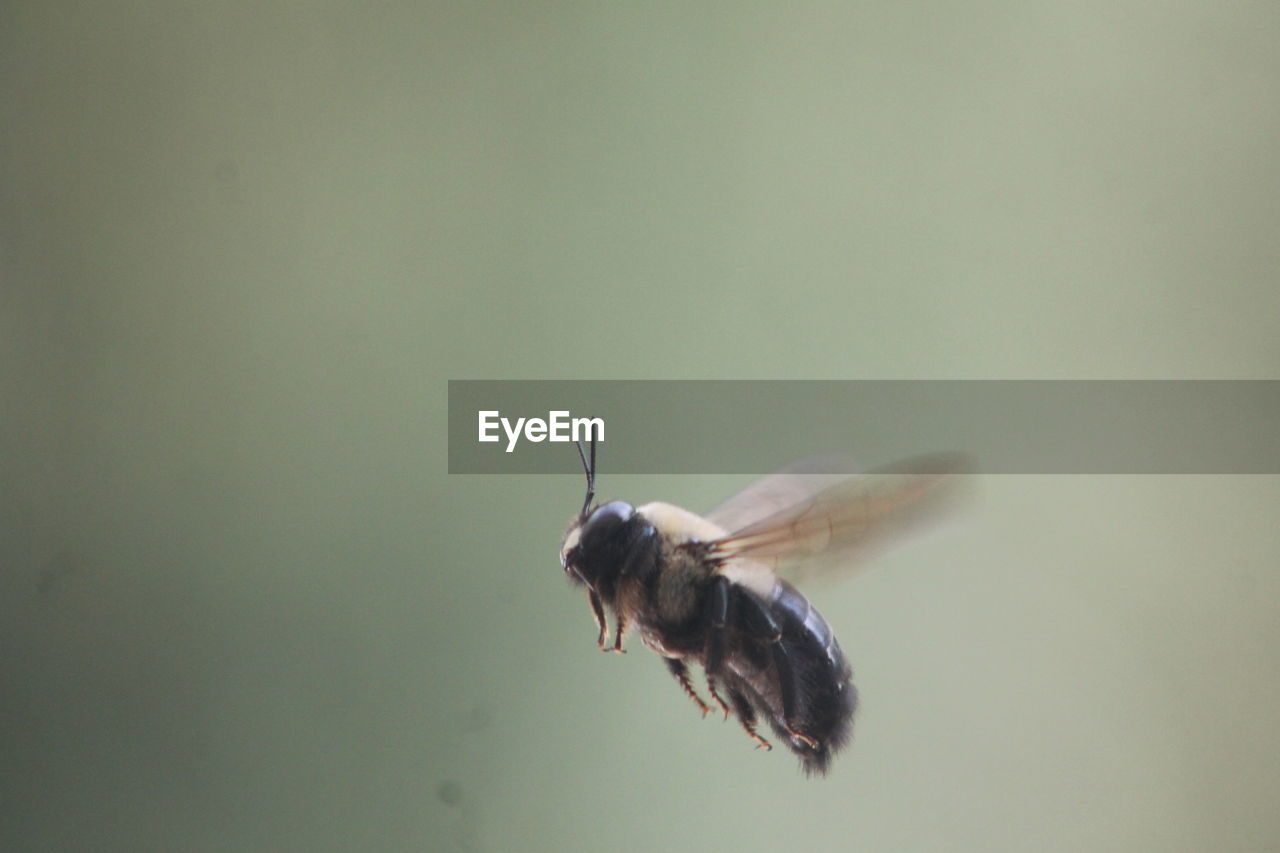 CLOSE-UP OF BIRD FLYING