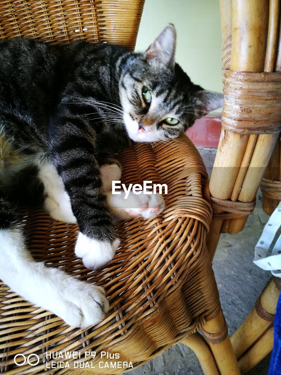 CLOSE-UP PORTRAIT OF CAT IN BASKET