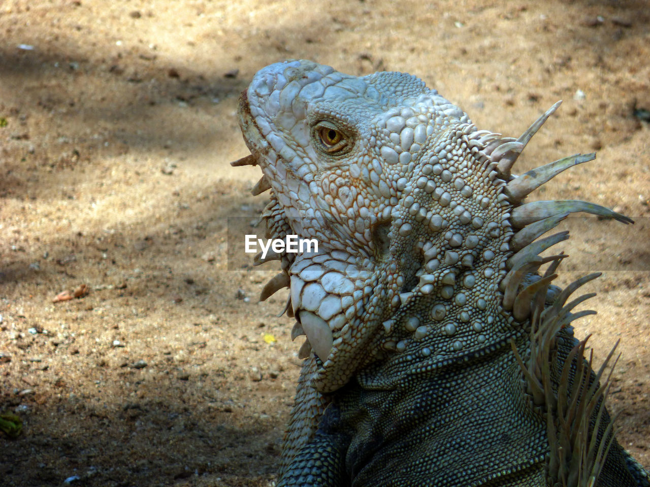 Close-up of iguana lizard