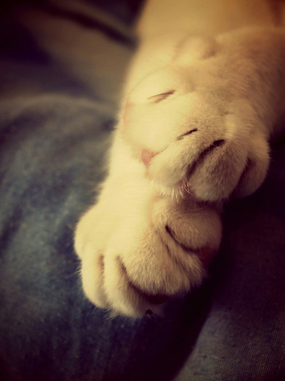 CLOSE-UP OF CAT SLEEPING ON BED