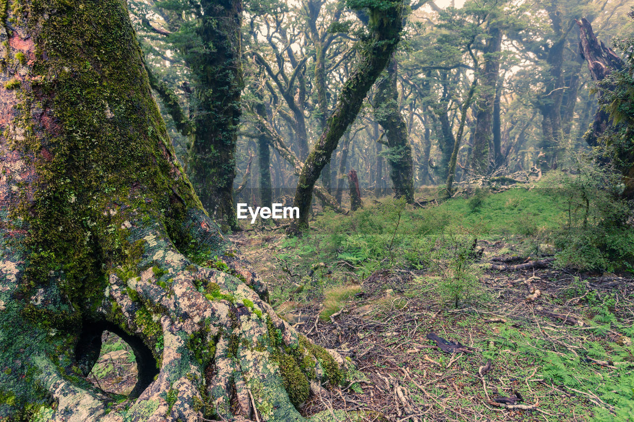 SCENIC VIEW OF FOREST