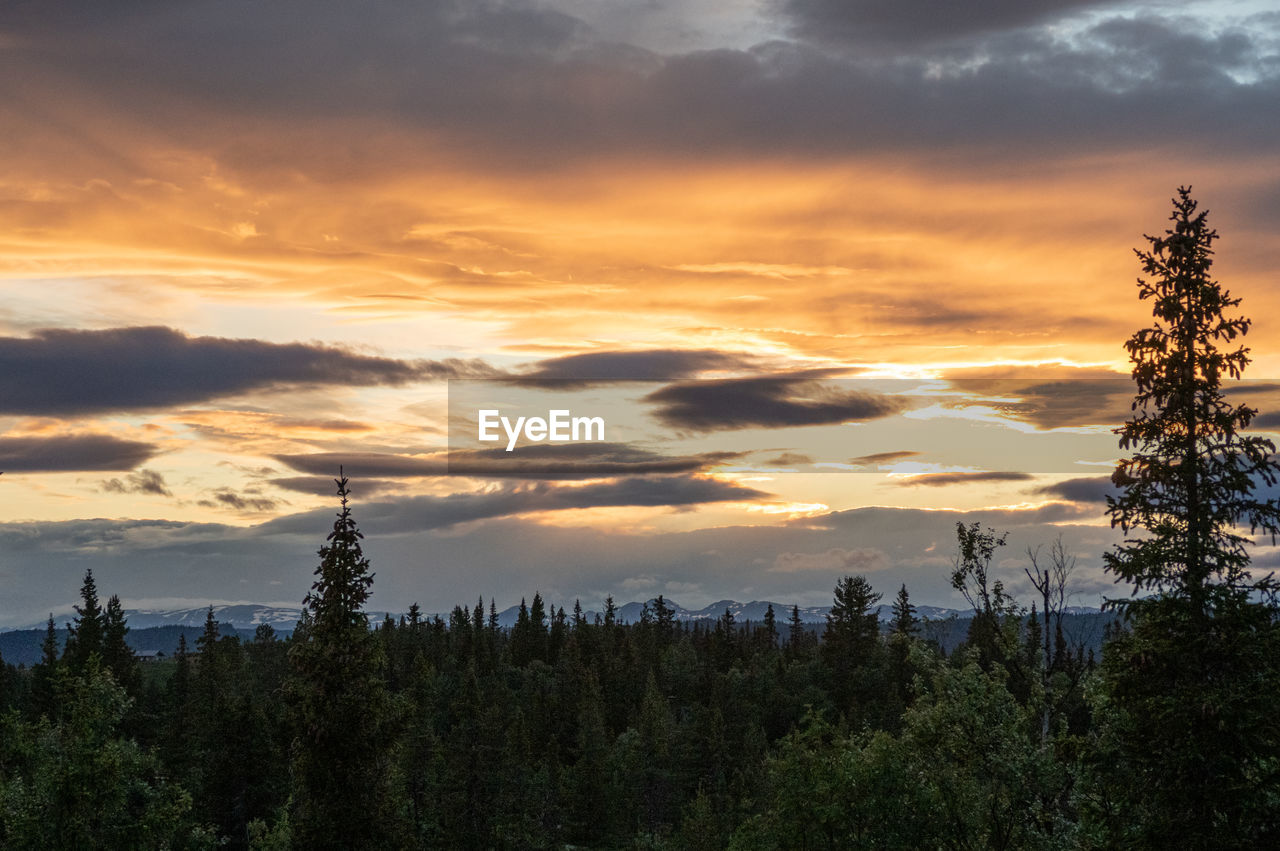 SCENIC VIEW OF FOREST AGAINST DRAMATIC SKY