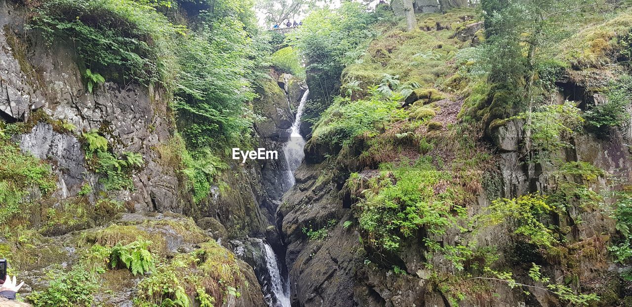 WATERFALL AMIDST TREES IN FOREST