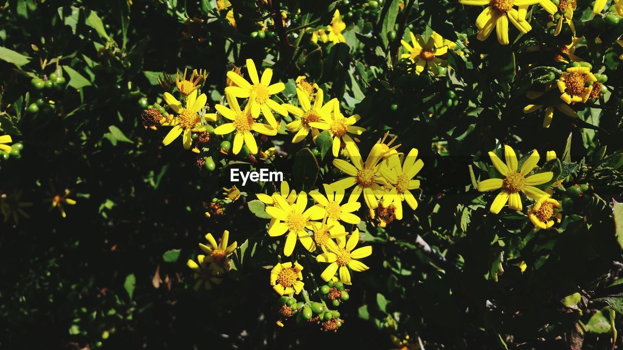 CLOSE-UP OF YELLOW FLOWER PLANTS