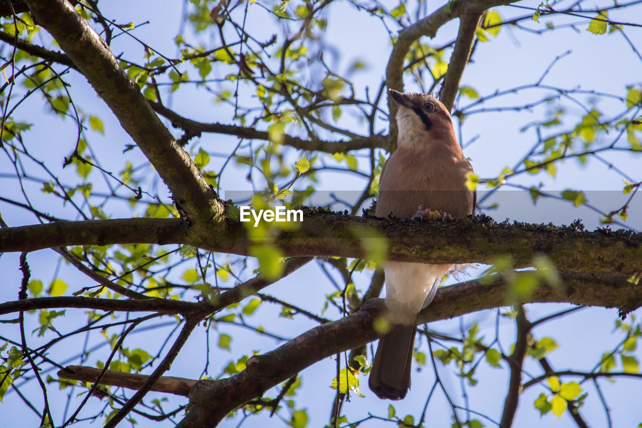 Low angle view of bird perched on a branch. eurasian jay, garrulus glandarius