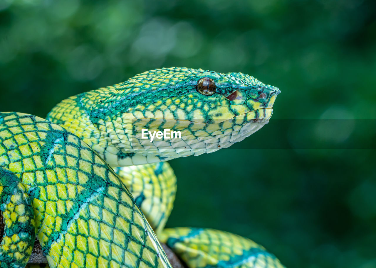 Closeup of a green snake