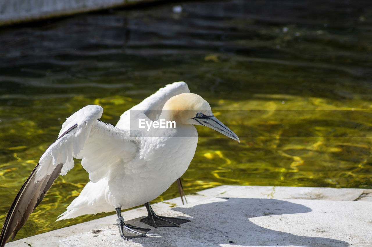 White seagull perching on a water