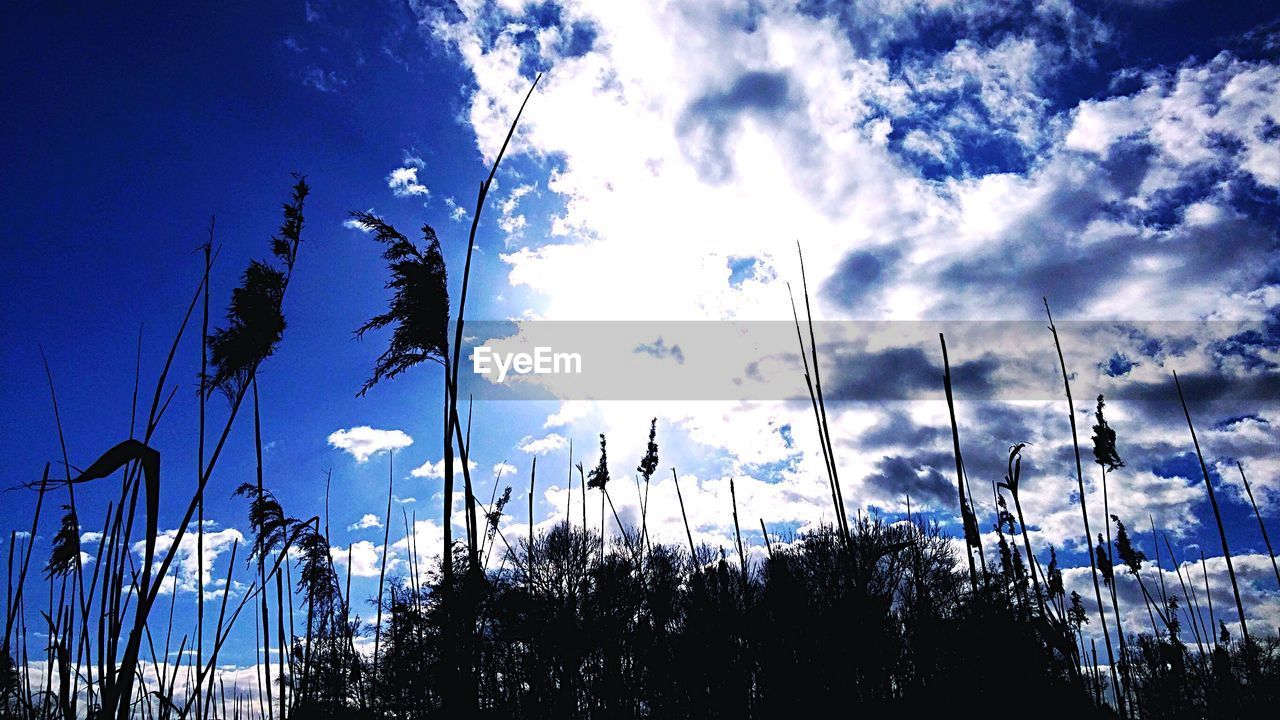 SCENIC VIEW OF FIELD AGAINST CLOUDY SKY