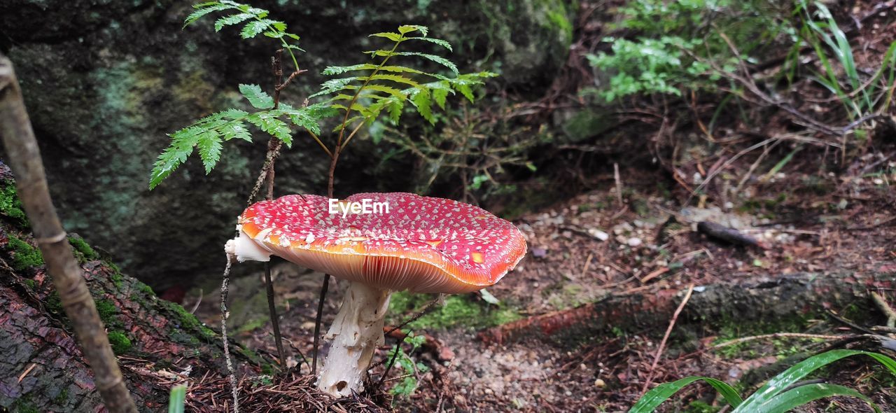 Close-up of fly agaric mushroom on field