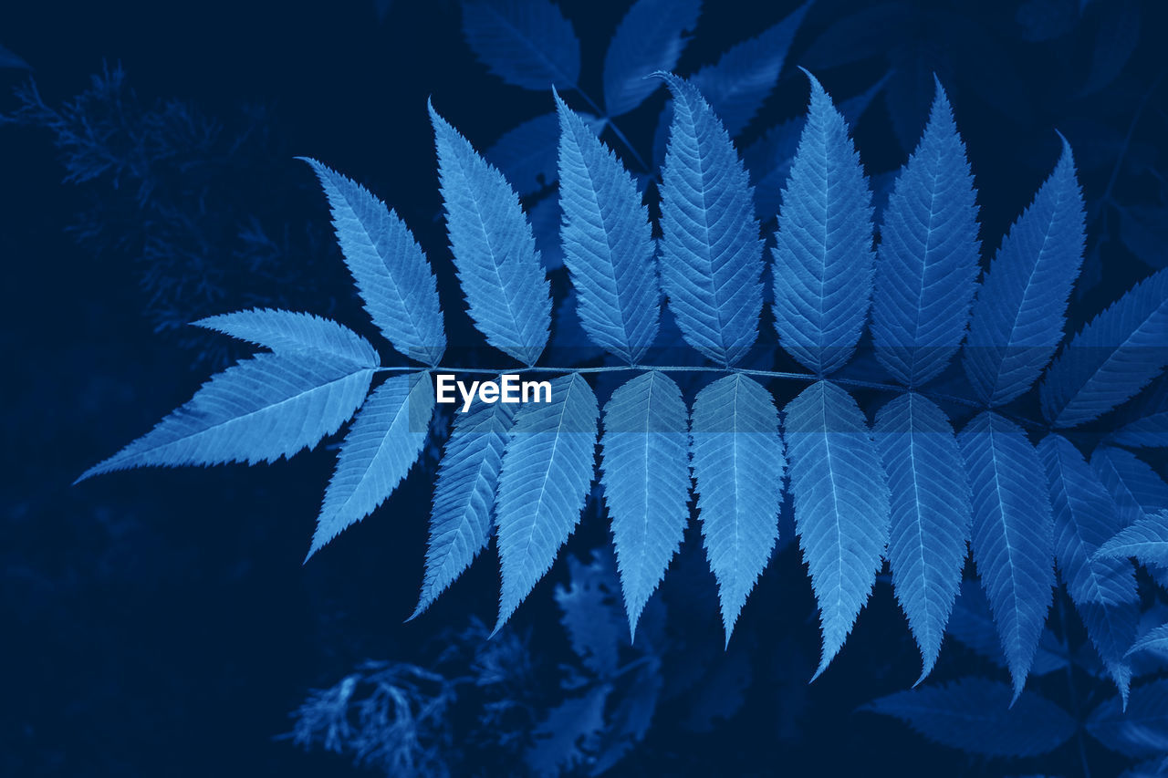 Branch of fresh green leaf closeup in blue color. color of the year 2020. 