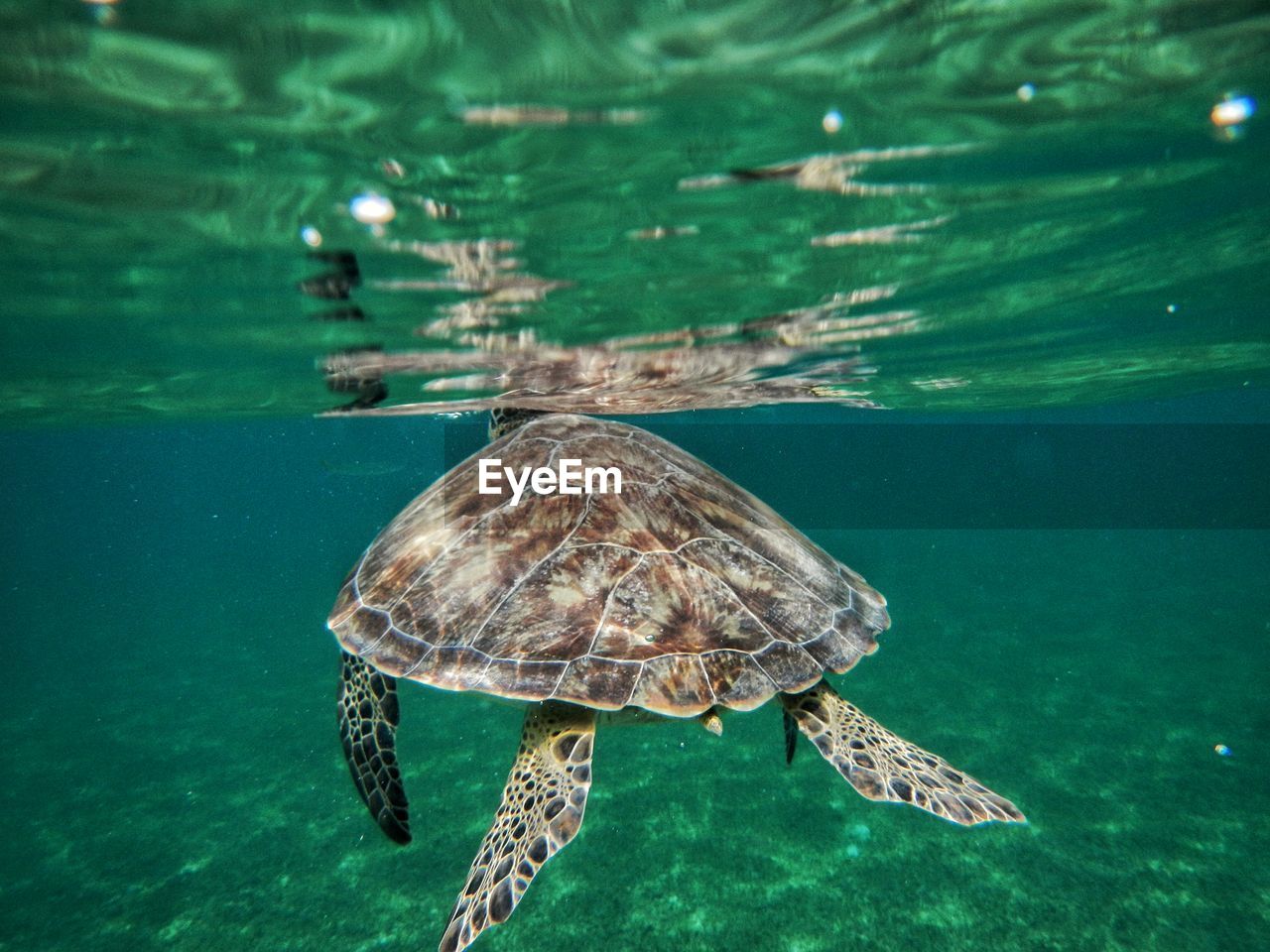 Turtle swimming in sea