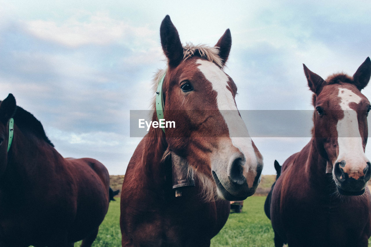 Horses in a field