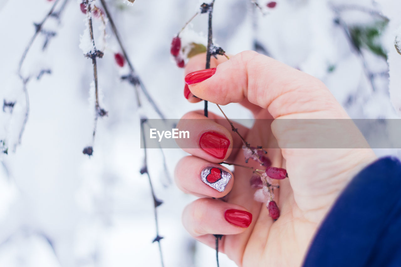 Close-up of hand holding red berries