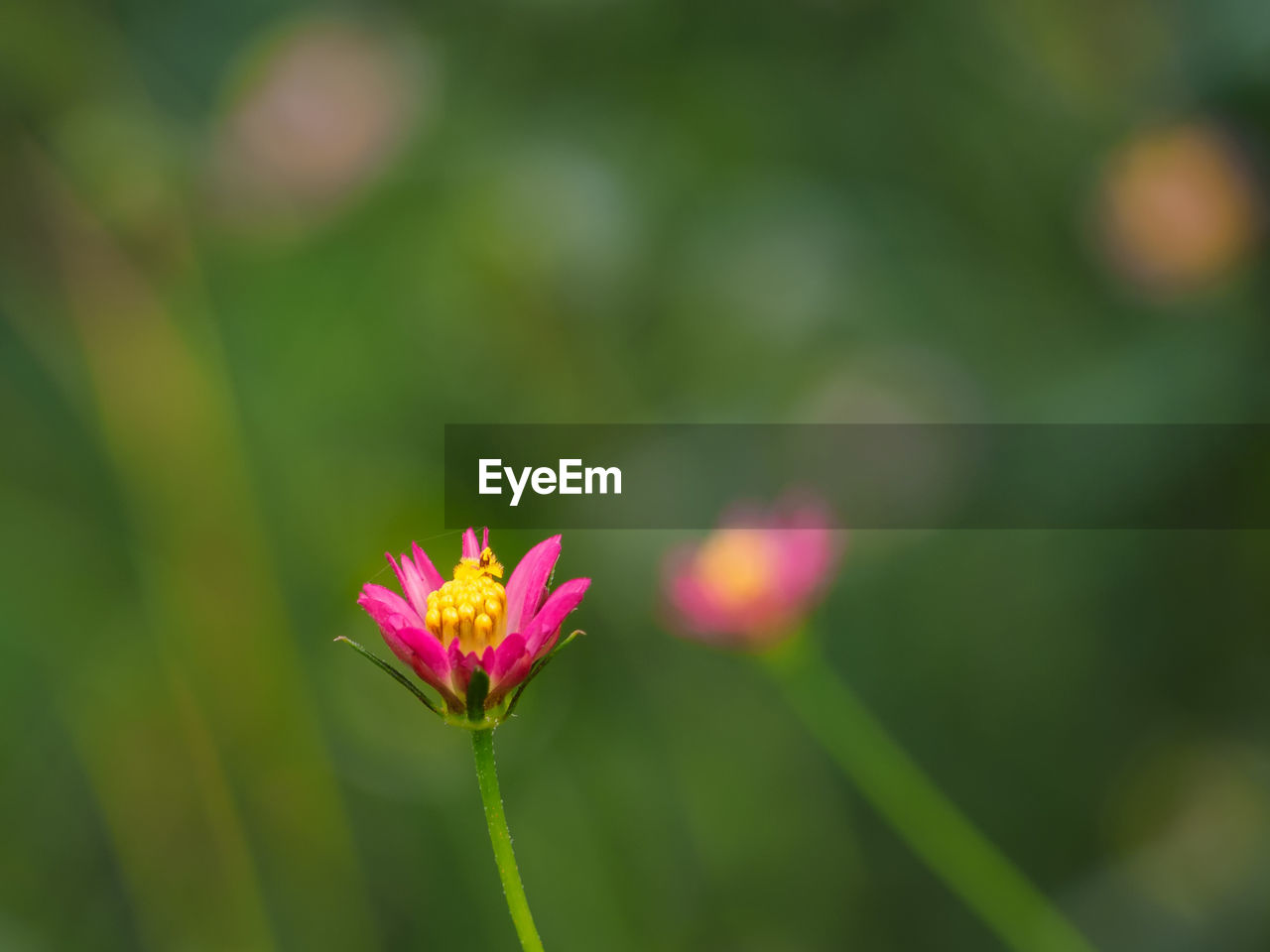 CLOSE-UP OF PINK FLOWER ON PLANT