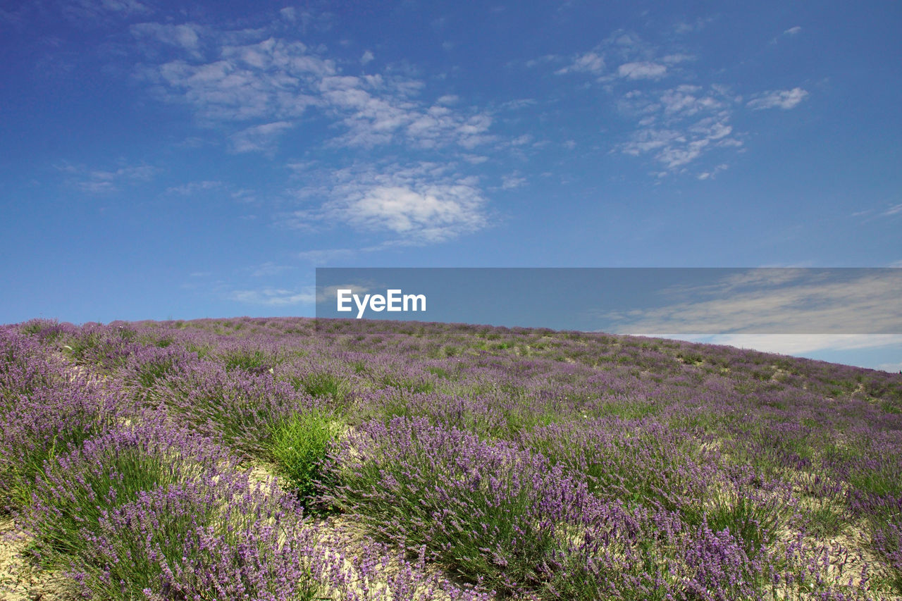 Scenic view of purple flowering plants on land against sky