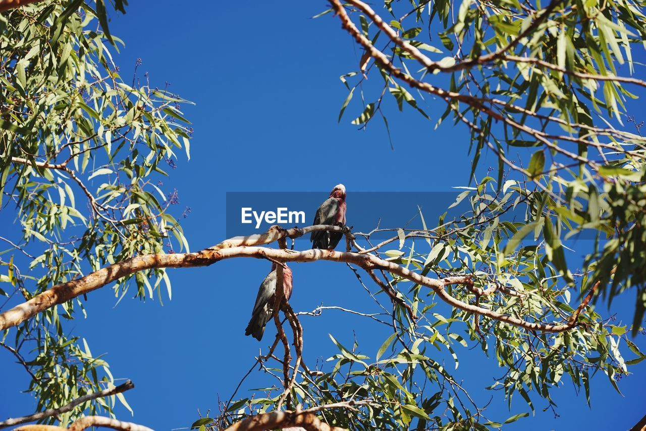 LOW ANGLE VIEW OF BIRD PERCHING ON TREE