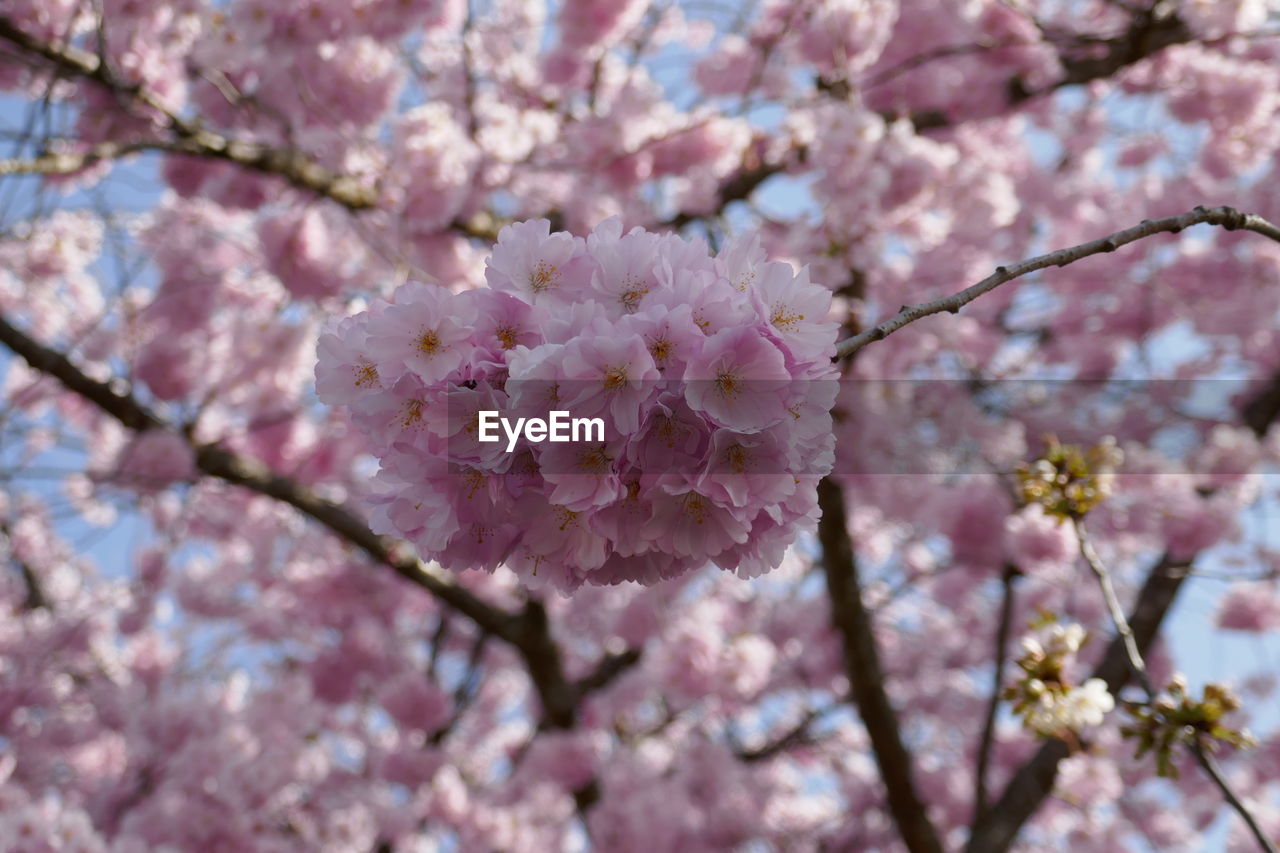 plant, flower, flowering plant, fragility, blossom, pink, springtime, tree, beauty in nature, growth, freshness, cherry blossom, branch, nature, cherry tree, close-up, no people, day, petal, inflorescence, produce, spring, botany, flower head, focus on foreground, low angle view, outdoors, twig, food, fruit tree, orchard, selective focus