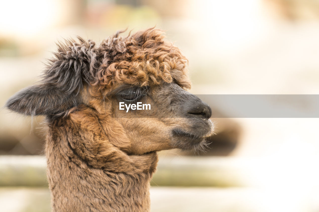 A side portrait of a suri alpaca with crinkled coat hair. copy space. alpaca lama head side portrait