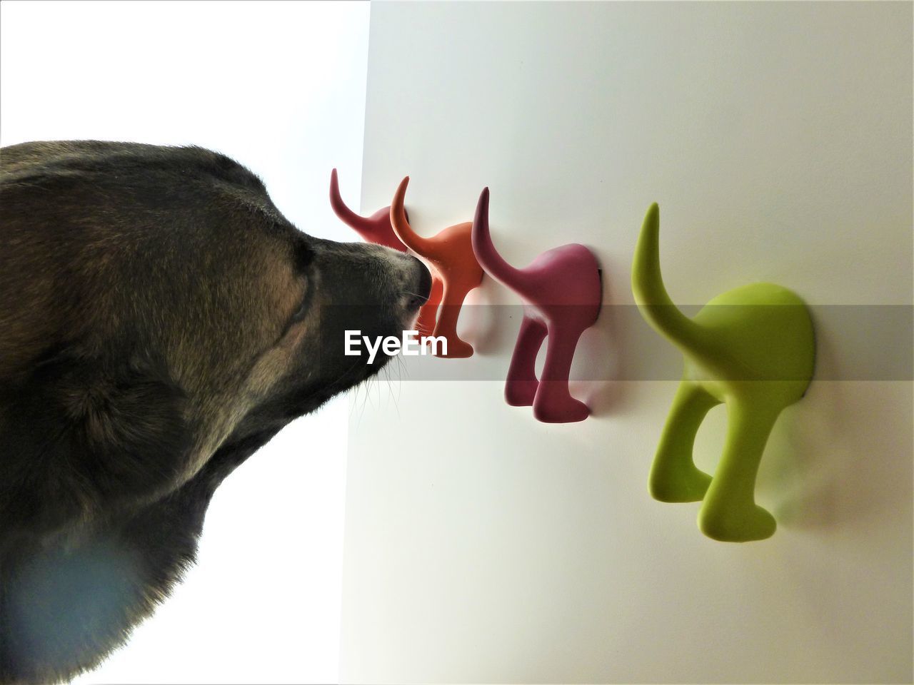CLOSE-UP OF A CAT