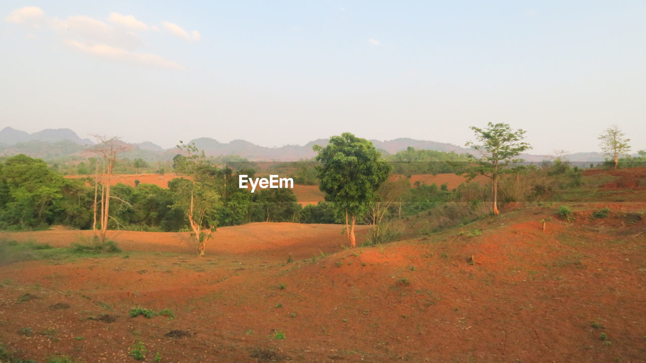 TREES ON FIELD AGAINST SKY