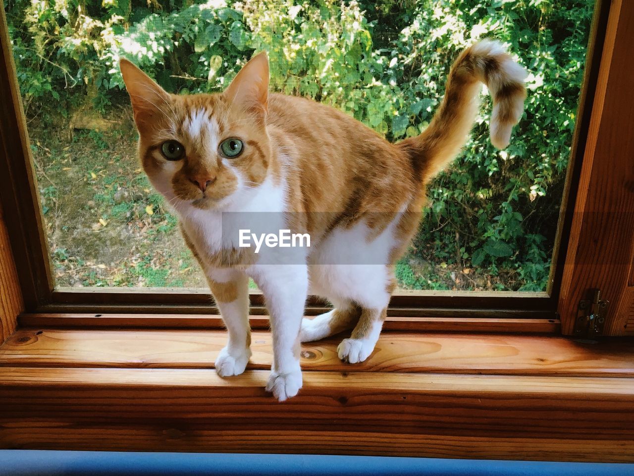 Portrait of cat standing on window sill