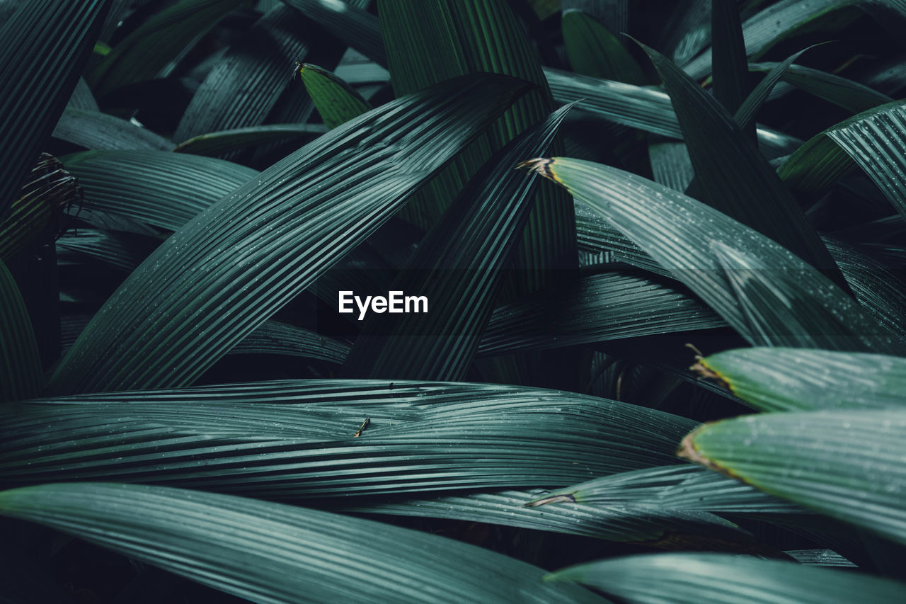 Full frame shot of palm leaves