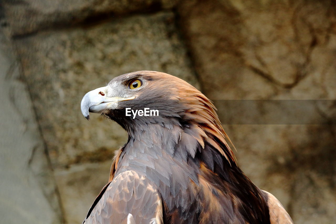 Close-up of eagle against wall
