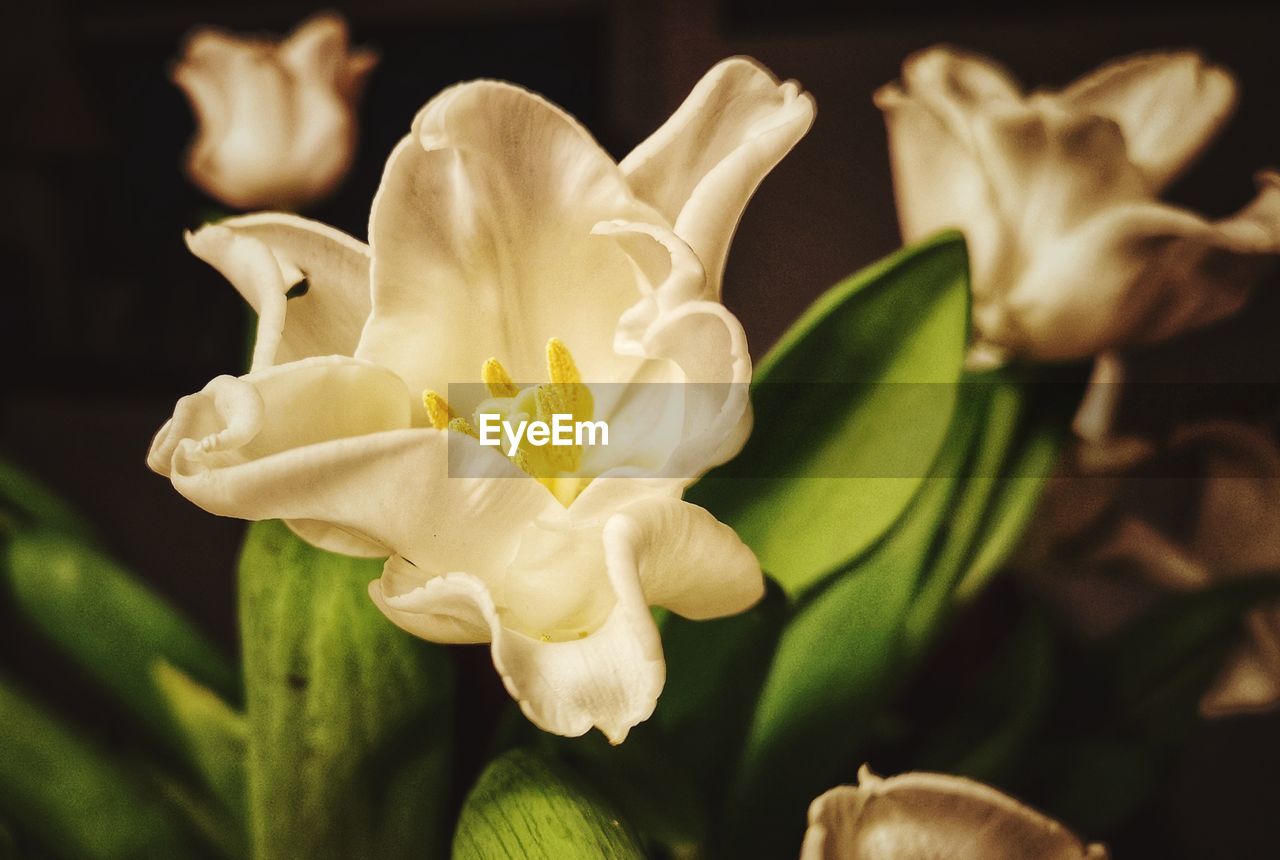 CLOSE-UP OF WHITE FLOWER