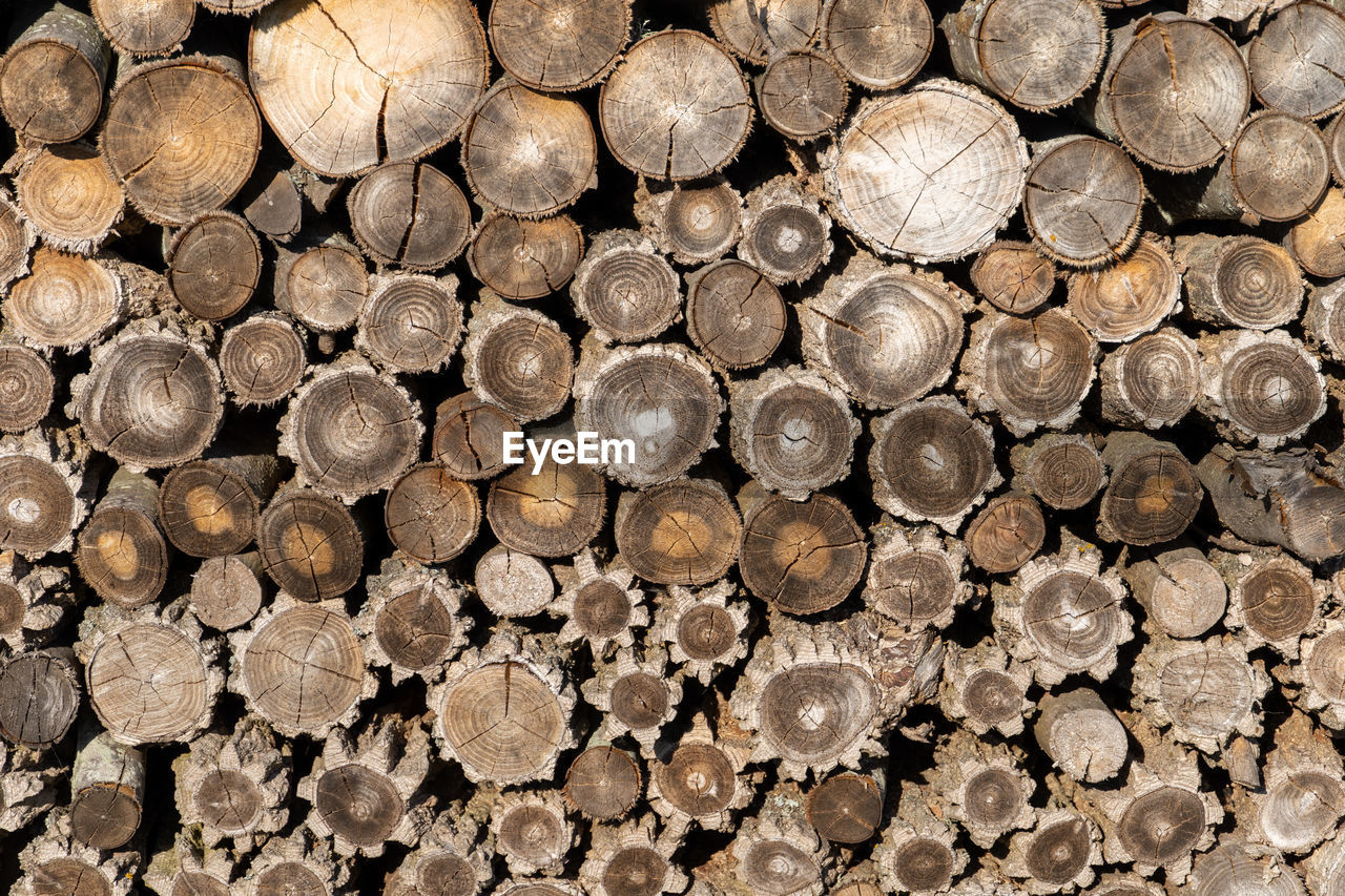 FULL FRAME SHOT OF LOGS ON STONE IN FOREST