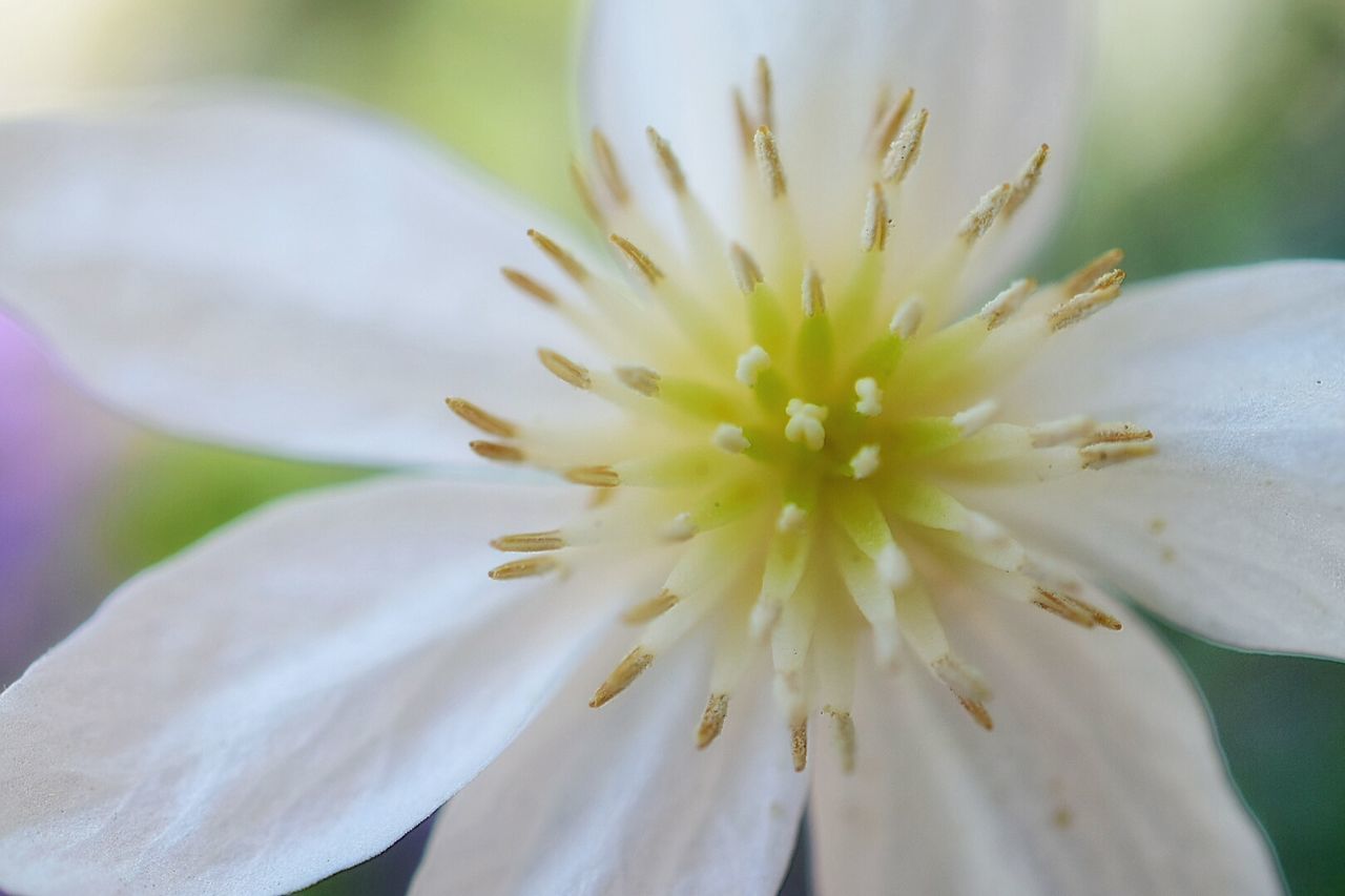 Close-up of white flower blooming outdoors