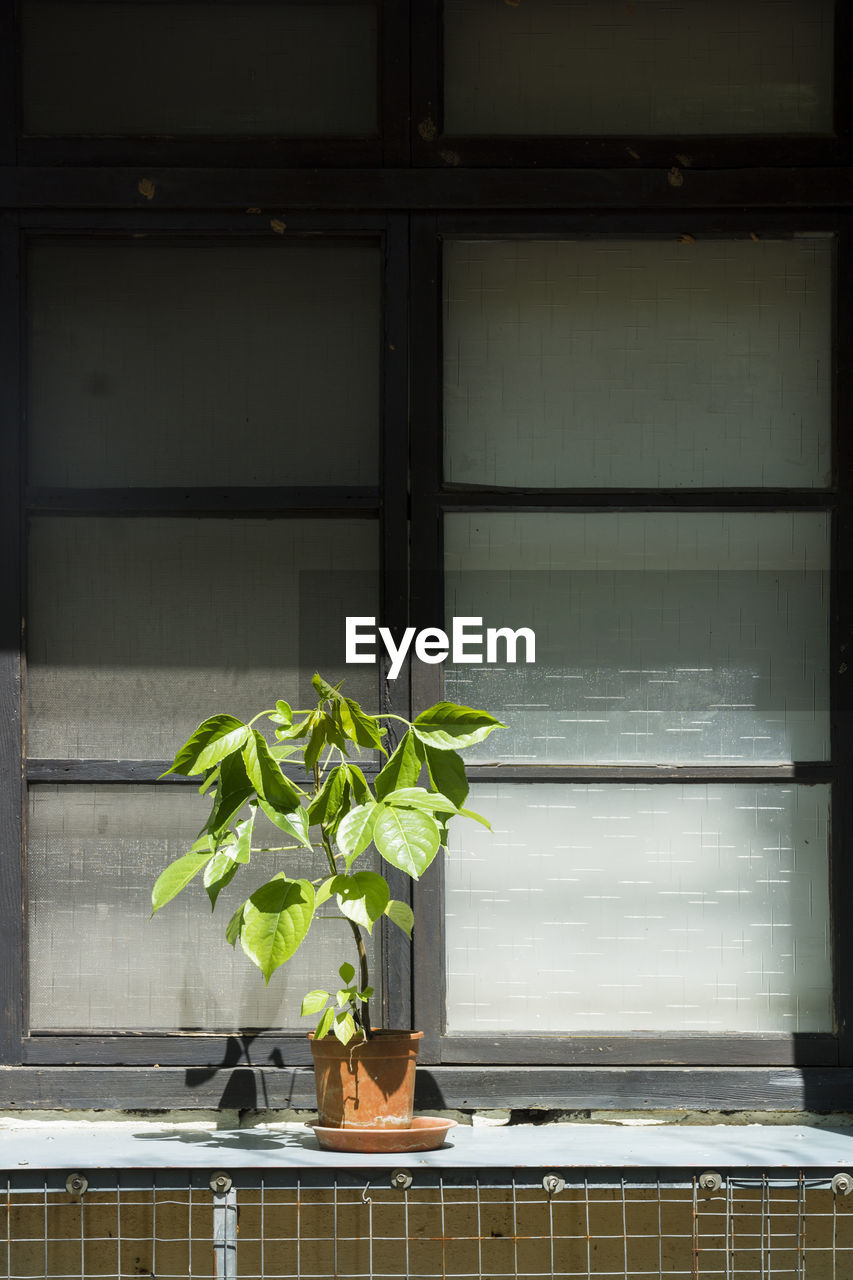 Close-up of plant against window