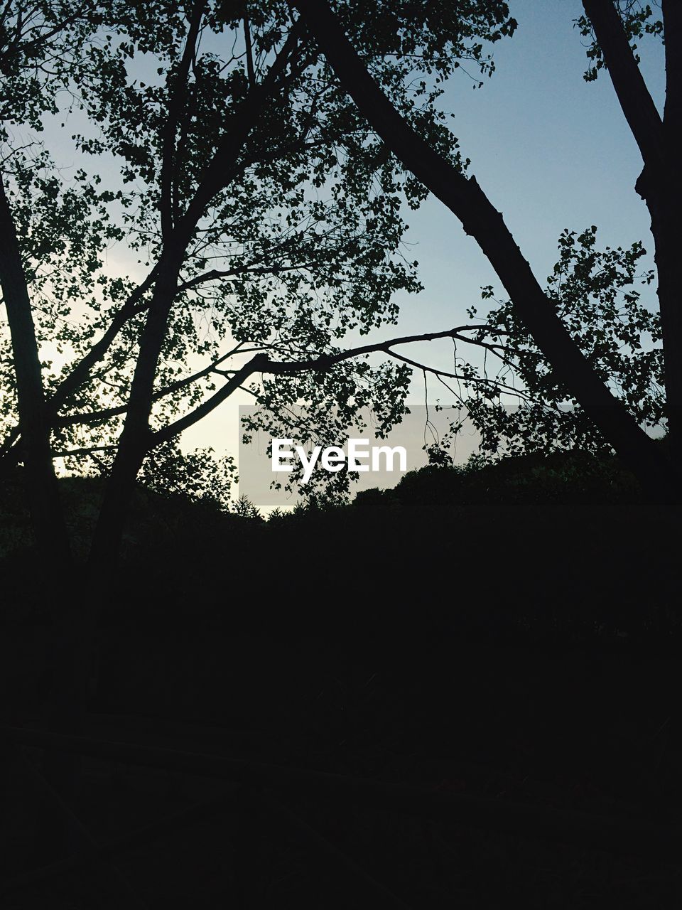 LOW ANGLE VIEW OF SILHOUETTE TREES IN FOREST