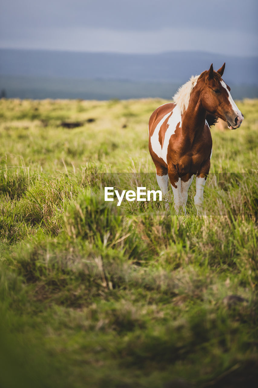 Brown and white spotted horse stands in grassy field on gloomy day