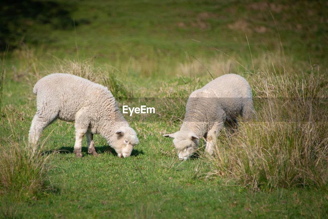 SHEEP IN THE FIELD