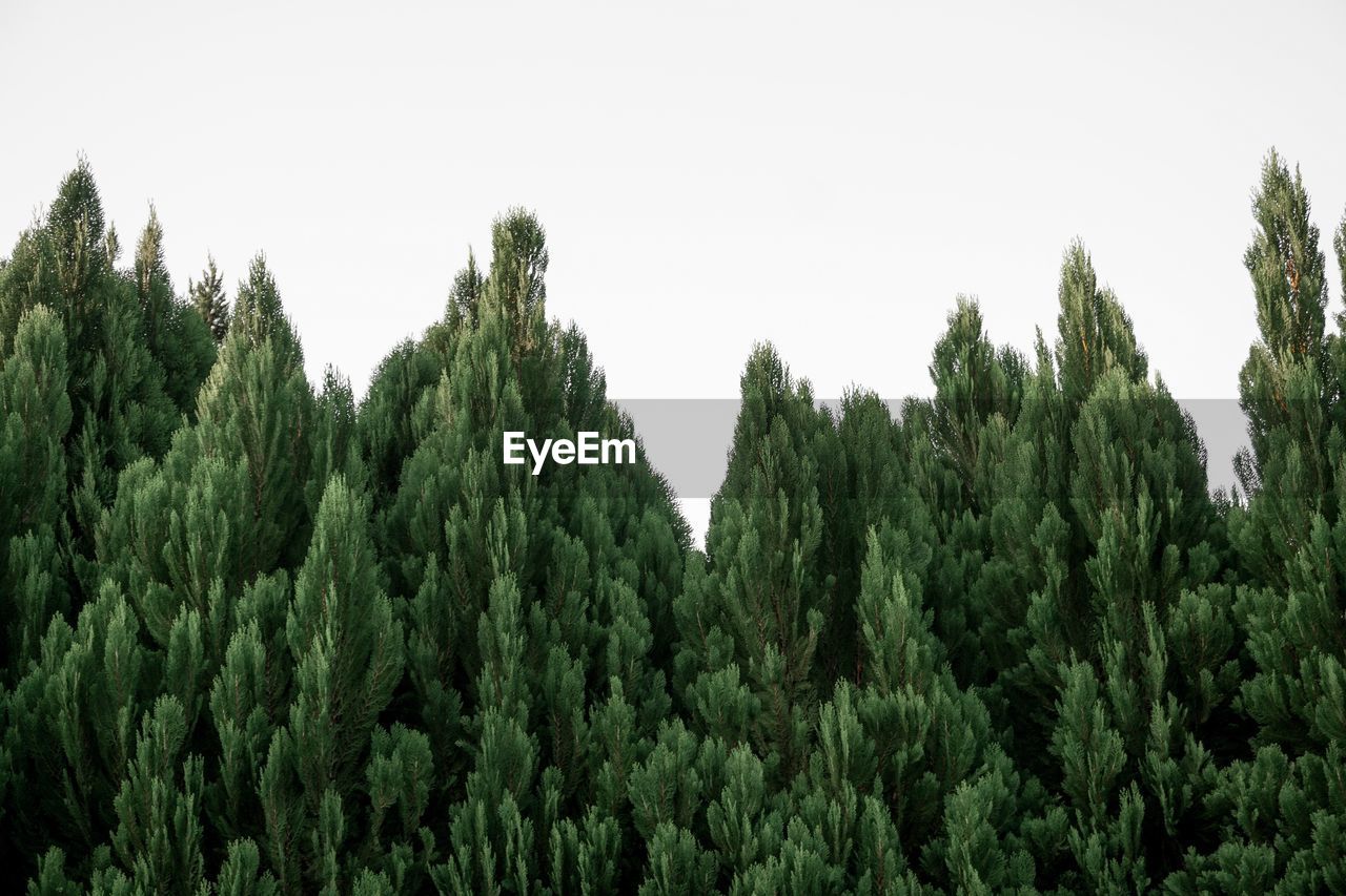 PANORAMIC VIEW OF TREES AGAINST CLEAR SKY