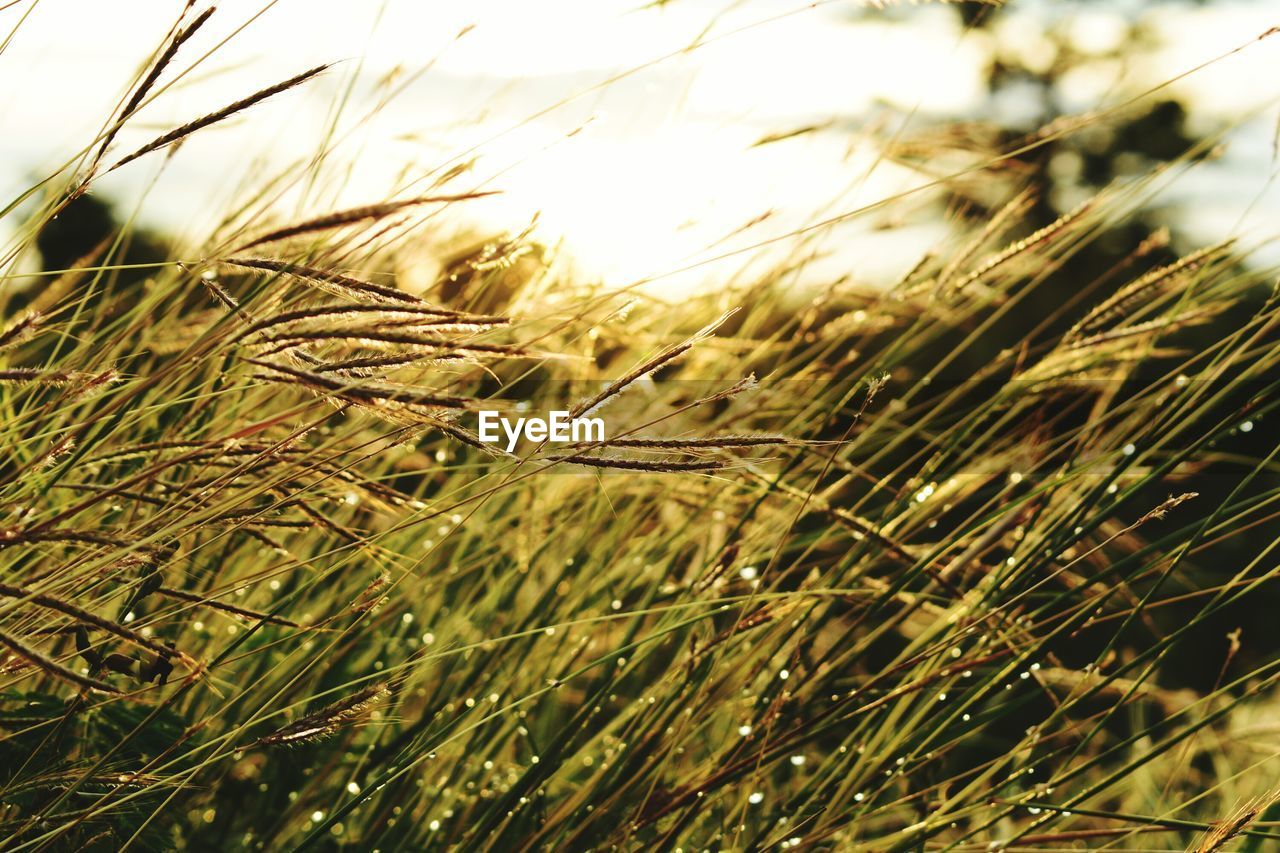 CLOSE-UP OF WHEAT CROP IN FIELD