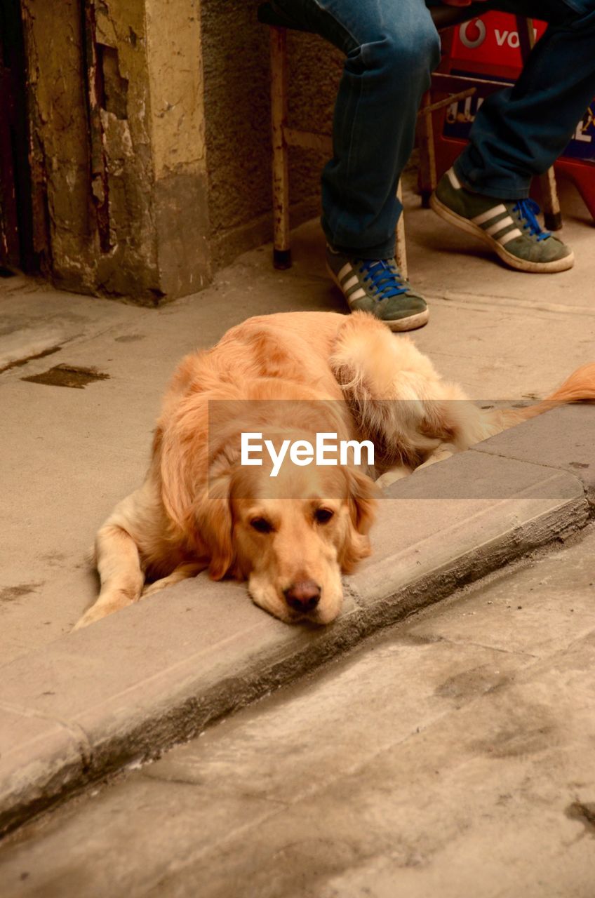 DOG RELAXING ON BED