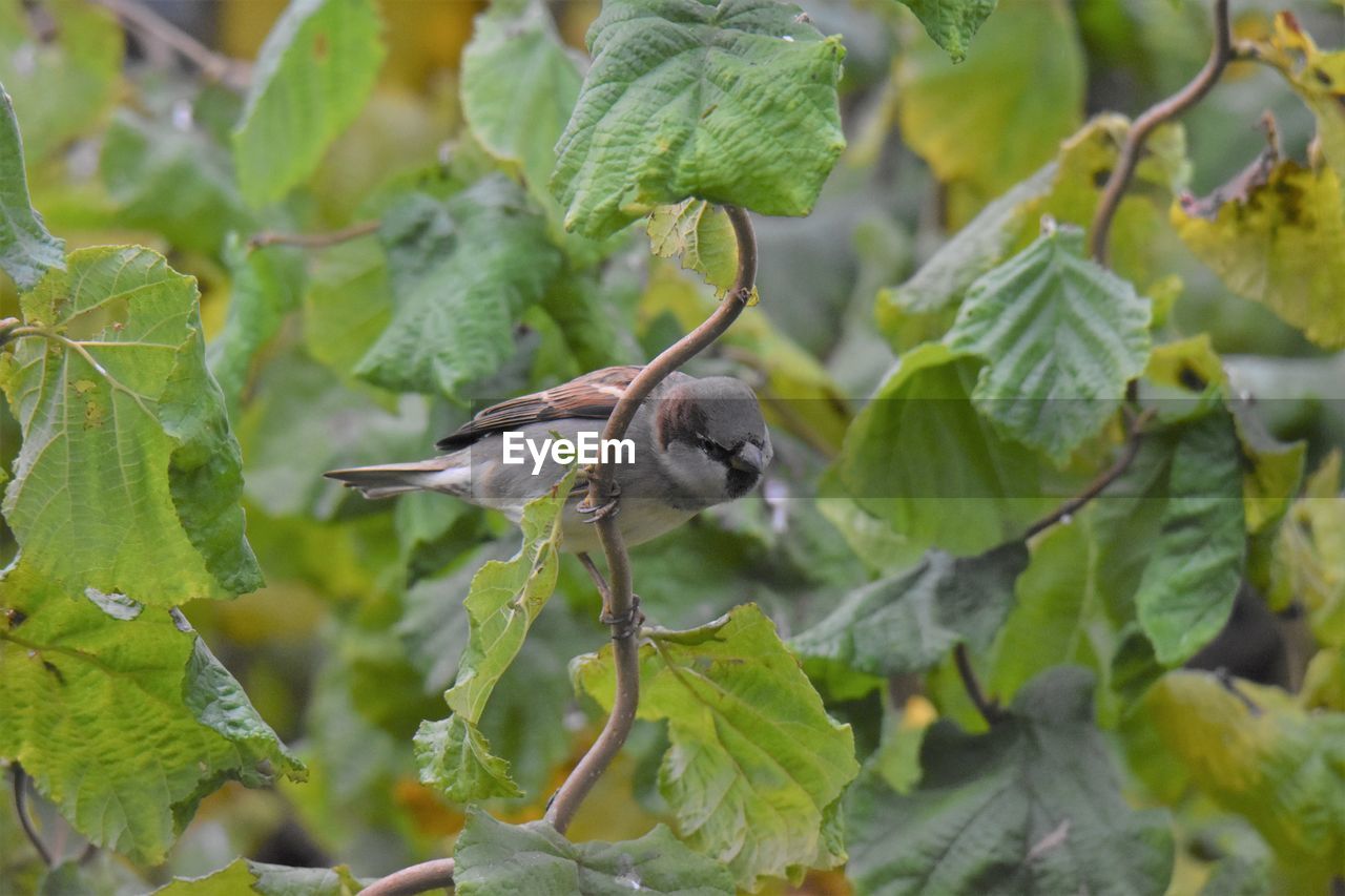 Close-up of sparrow perching on plant