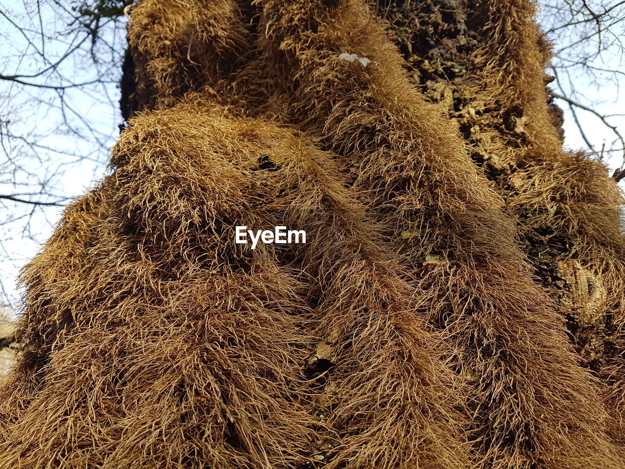 LOW ANGLE VIEW OF TREE