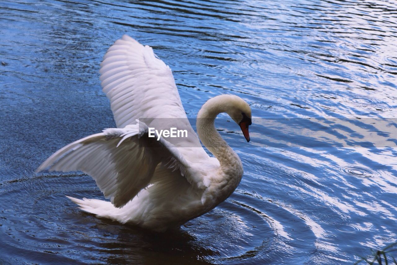 Swan flapping in lake