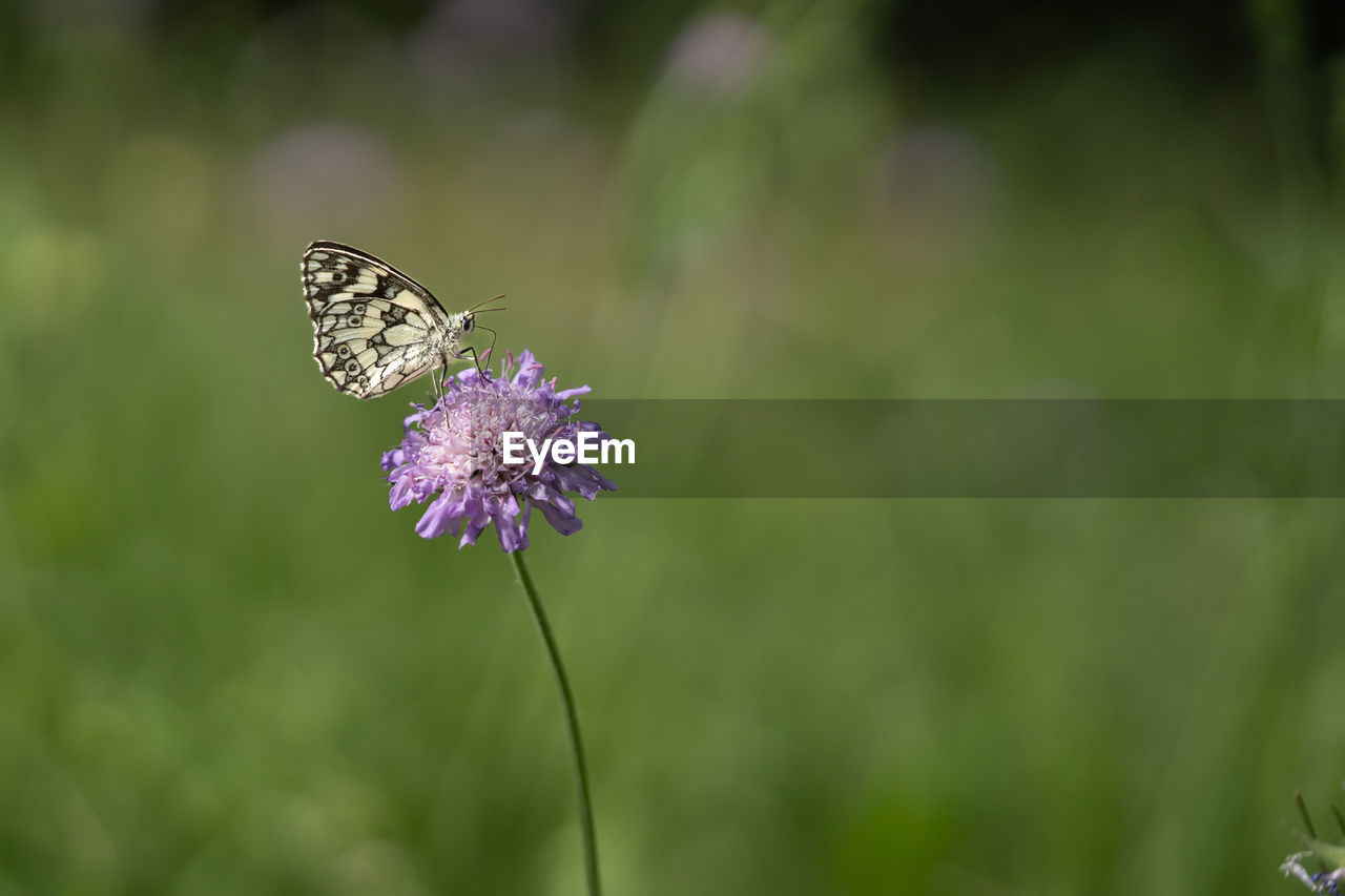 flower, flowering plant, beauty in nature, plant, insect, animal wildlife, animal themes, animal, freshness, nature, butterfly, animal wing, fragility, one animal, wildlife, close-up, grass, focus on foreground, moths and butterflies, macro photography, purple, meadow, no people, flower head, petal, green, growth, animal body part, prairie, summer, outdoors, macro, pollination, environment, wildflower, selective focus, botany, springtime, day, tranquility, food, inflorescence