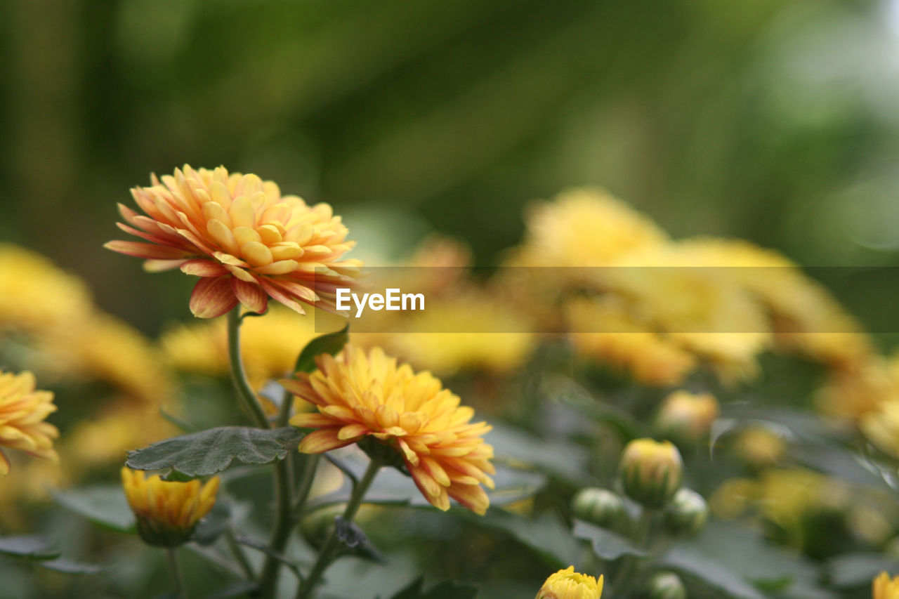 Yellow chrysanthemum flowers or chrysanthemum indicum l. with blurry background