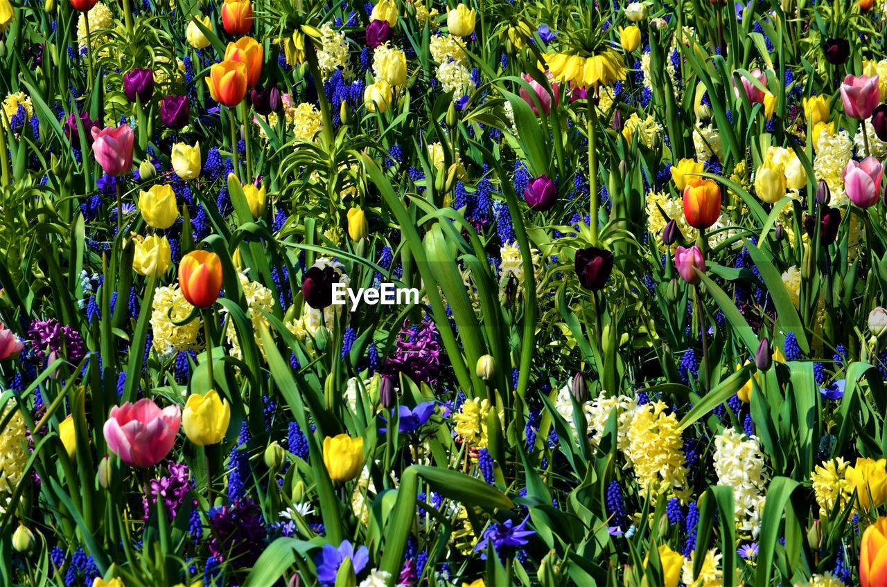 CLOSE-UP OF PURPLE FLOWERING PLANTS ON LAND