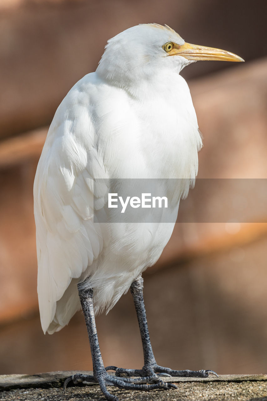 CLOSE-UP OF A BIRD