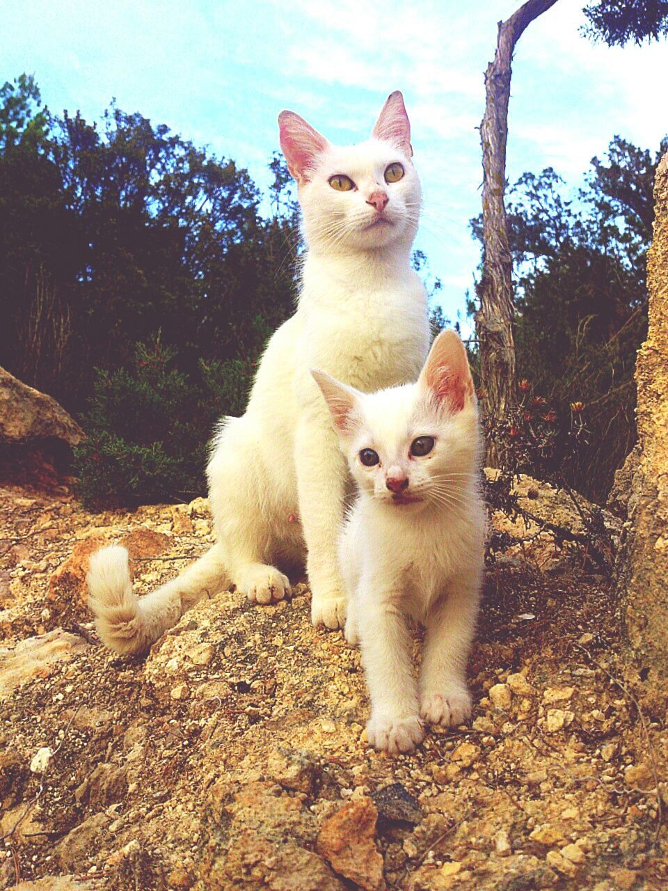 White cat and kitten on field