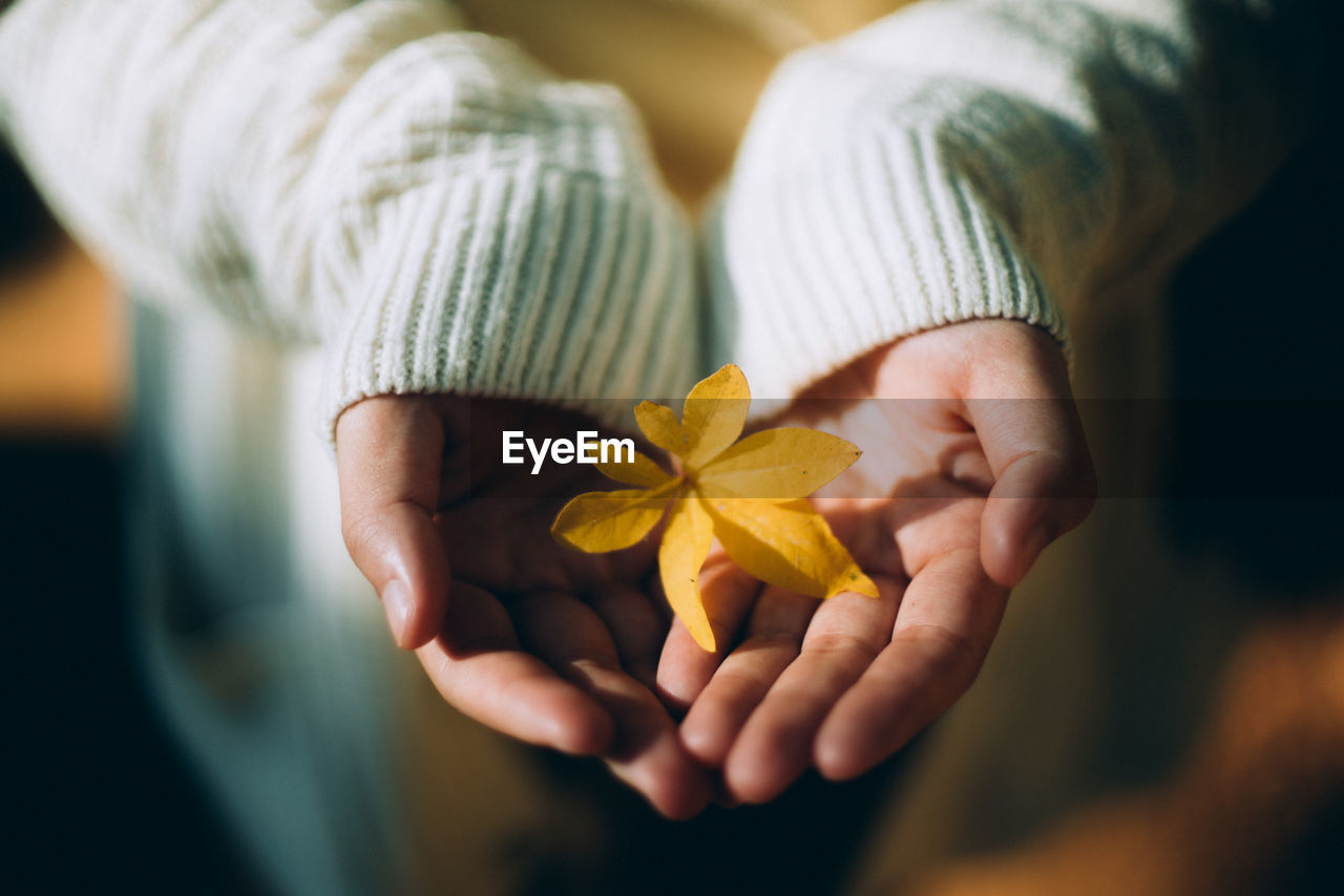 Close-up of hand holding flower