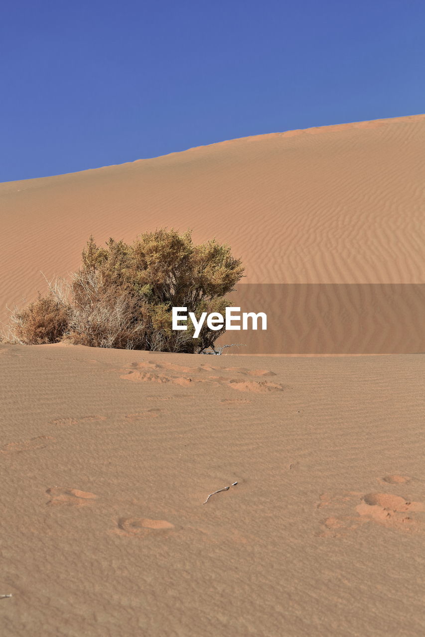 1207 unknown yellowish autumnal dry shrub-badain jaran desert-clear blue sky. inner mongolia-china.