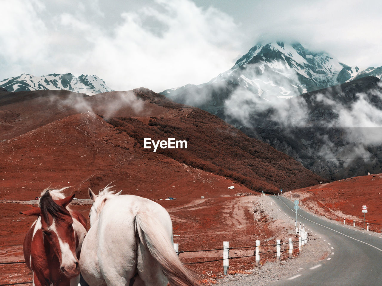 VIEW OF A HORSE ON MOUNTAIN