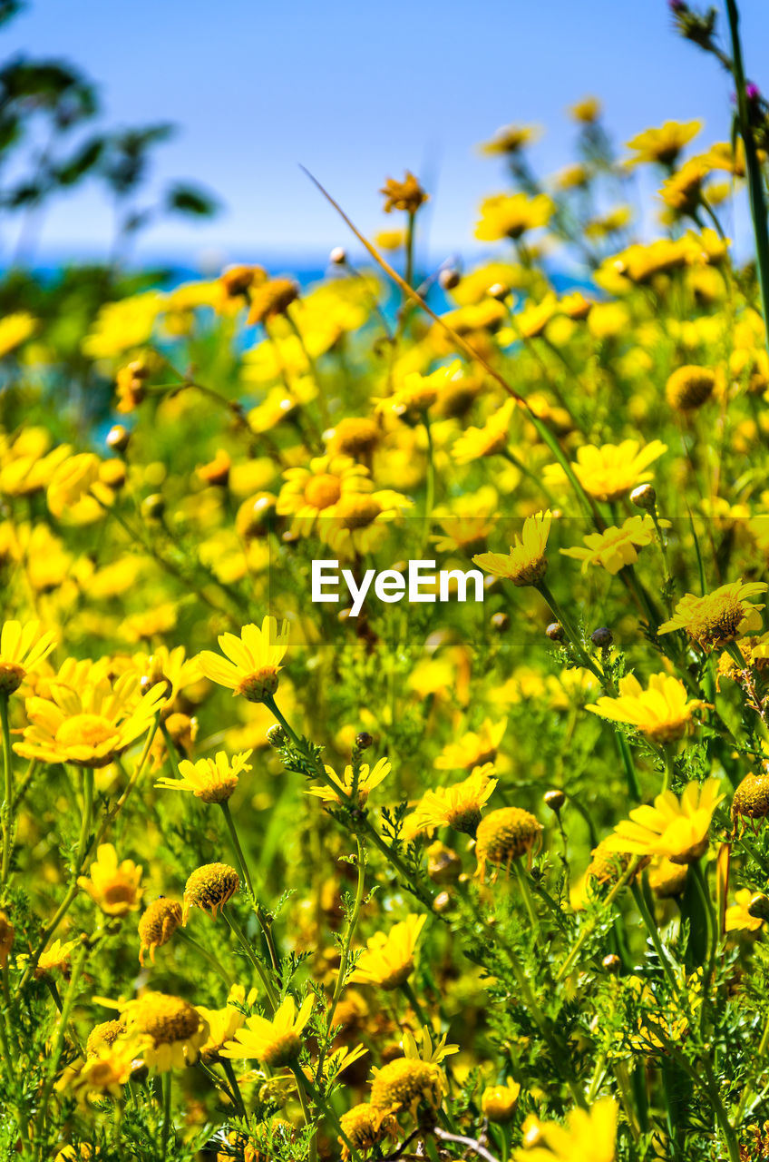 CLOSE-UP OF YELLOW FLOWERS GROWING IN PLANT